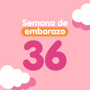 Semana 36 de embarazo
